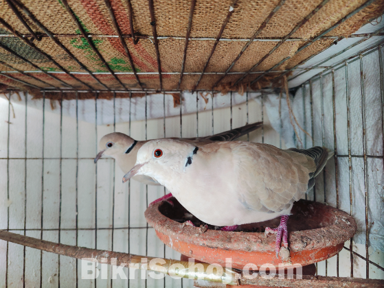 Australian dove